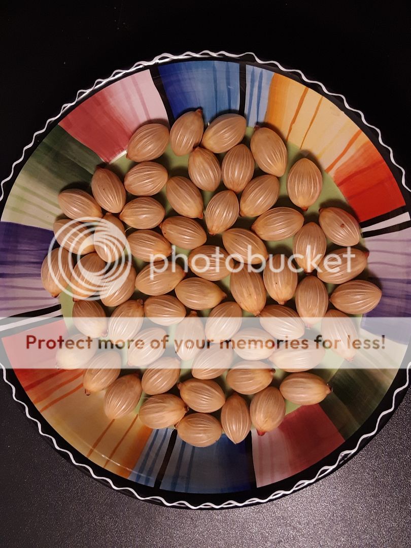 Adonidia merrillii Christmas palm seed for sale For Sale PalmTalk